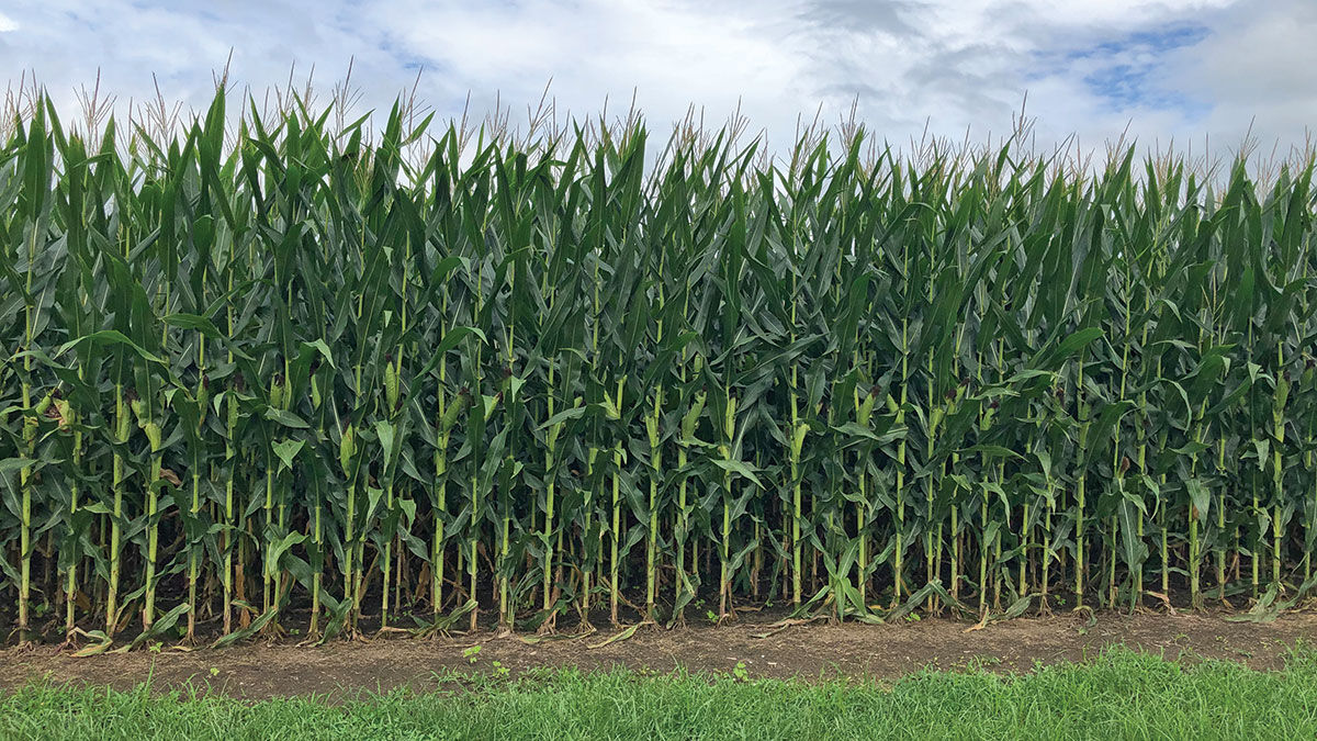 Corn grows in a Boone County field